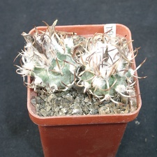 Turbinicarpus flaviflorus