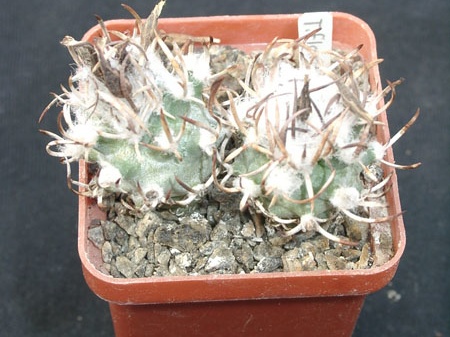 Turbinicarpus flaviflorus