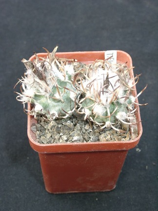 Turbinicarpus flaviflorus