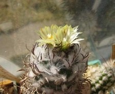 Turbinicarpus flaviflorus FG Galin