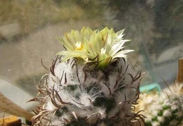 Turbinicarpus flaviflorus FG Galin