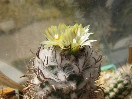 Turbinicarpus flaviflorus FG Galin