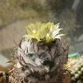 Turbinicarpus flaviflorus FG Galin