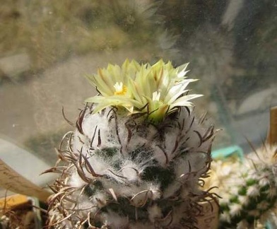 Turbinicarpus flaviflorus FG Galin
