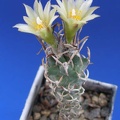 Turbinicarpus flaviflorus Lira