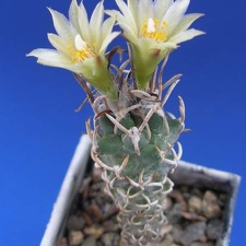 Turbinicarpus flaviflorus Lira