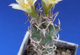 Turbinicarpus flaviflorus Lira