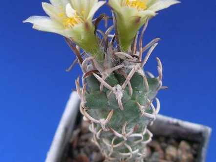 Turbinicarpus flaviflorus Lira