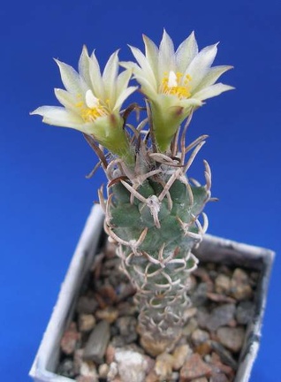 Turbinicarpus flaviflorus Lira