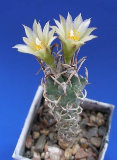 Turbinicarpus flaviflorus Lira
