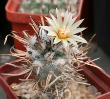 Turbinicarpus flaviflorus Ru FG