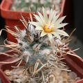 Turbinicarpus flaviflorus Ru FG