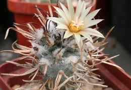 Turbinicarpus flaviflorus Ru FG
