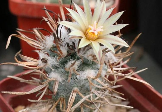 Turbinicarpus flaviflorus Ru FG