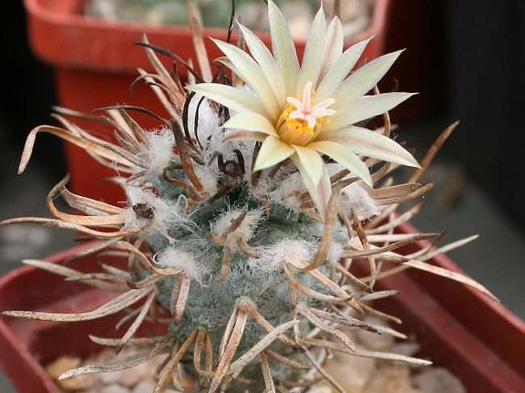 Turbinicarpus flaviflorus Ru FG