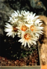 Turbinicarpus gracilis