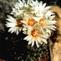 Turbinicarpus gracilis