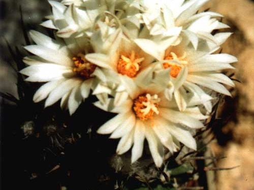 Turbinicarpus gracilis