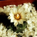 Turbinicarpus klinkerianus
