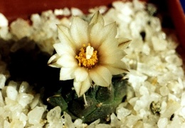 Turbinicarpus klinkerianus