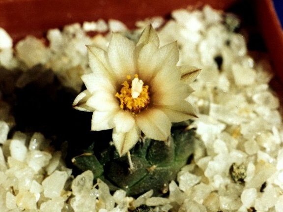 Turbinicarpus klinkerianus
