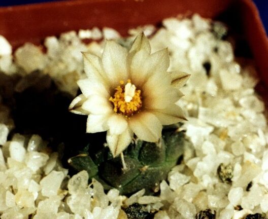 Turbinicarpus klinkerianus