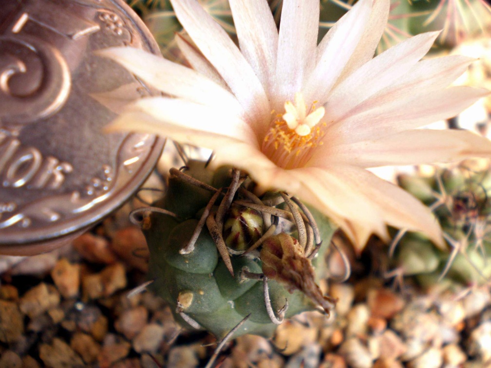 Turbinicarpus klinkerianus Kovtun FG