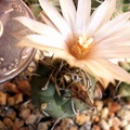 Turbinicarpus klinkerianus Kovtun FG