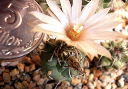 Turbinicarpus klinkerianus Kovtun FG