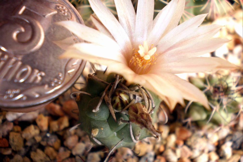 Turbinicarpus klinkerianus Kovtun FG