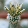 Turbinicarpus krainzianus v  minimus