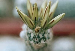 Turbinicarpus krainzianus v  minimus