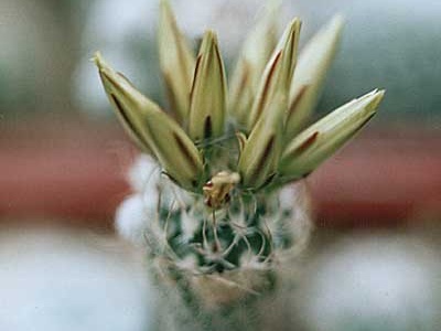 Turbinicarpus krainzianus v  minimus