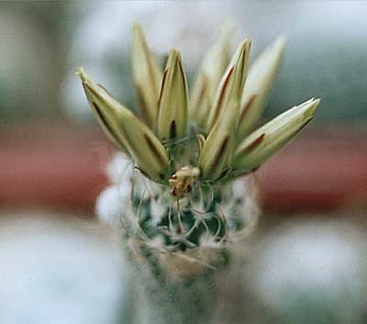 Turbinicarpus krainzianus v  minimus