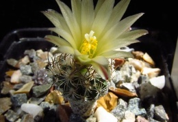 Turbinicarpus krainzianus v  minimus 001