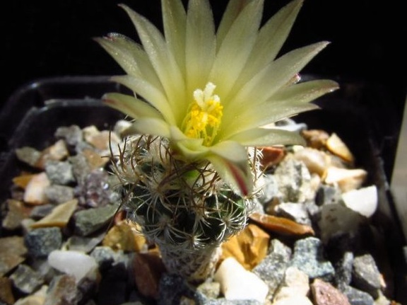 Turbinicarpus krainzianus v  minimus 001