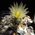 Turbinicarpus krainzianus v  minimus 001
