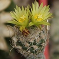 Turbinicarpus krainzianus v  minimus 002