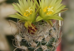 Turbinicarpus krainzianus v  minimus 002