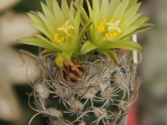 Turbinicarpus krainzianus v  minimus 002