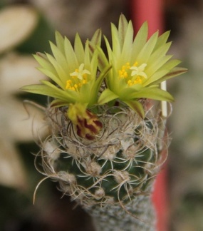 Turbinicarpus krainzianus v  minimus 002