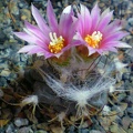 Turbinicarpus laui