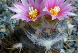 Turbinicarpus laui