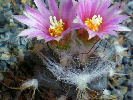 Turbinicarpus laui