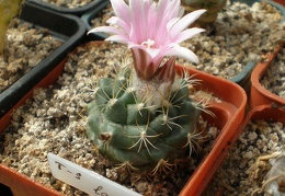 Turbinicarpus laui Tit