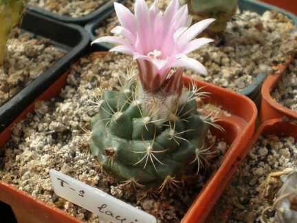 Turbinicarpus laui Tit