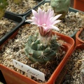 Turbinicarpus laui Tit
