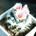 Turbinicarpus laui