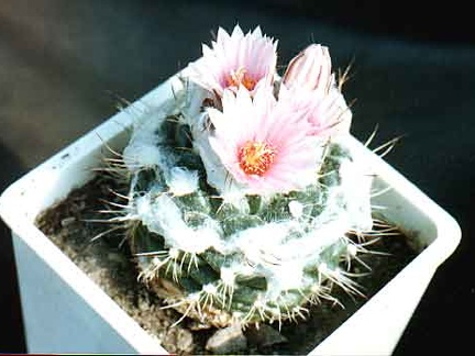 Turbinicarpus laui