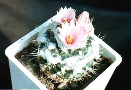Turbinicarpus laui